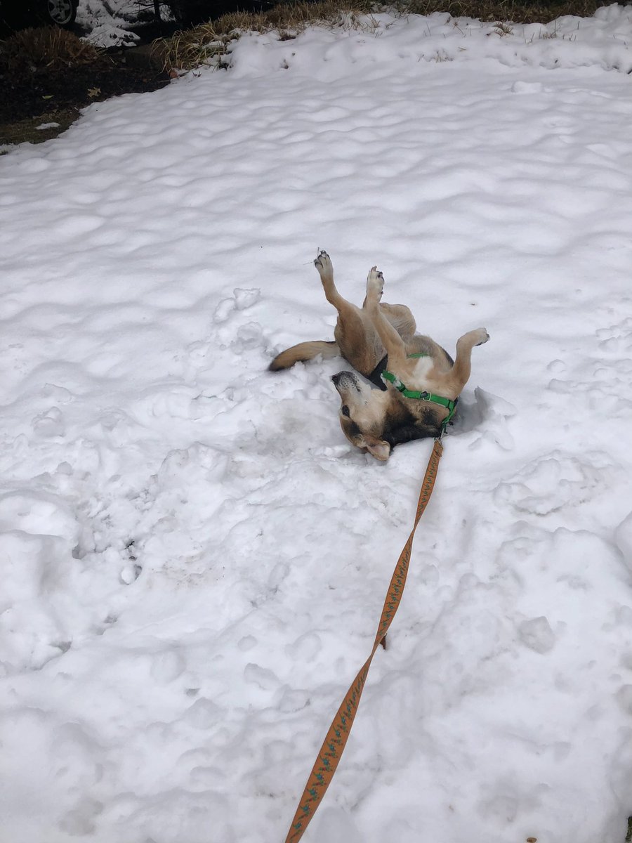 TarotStuff's tweet photo. In the snowβ¦ππΎ
#WithLovefromaBronxGirl #AppleGirl #Dogs #IntheSnow #DogsintheSnow #BeagleMixes #Snow #NY #HudsonValley https://t.co/Hb4saywrkh