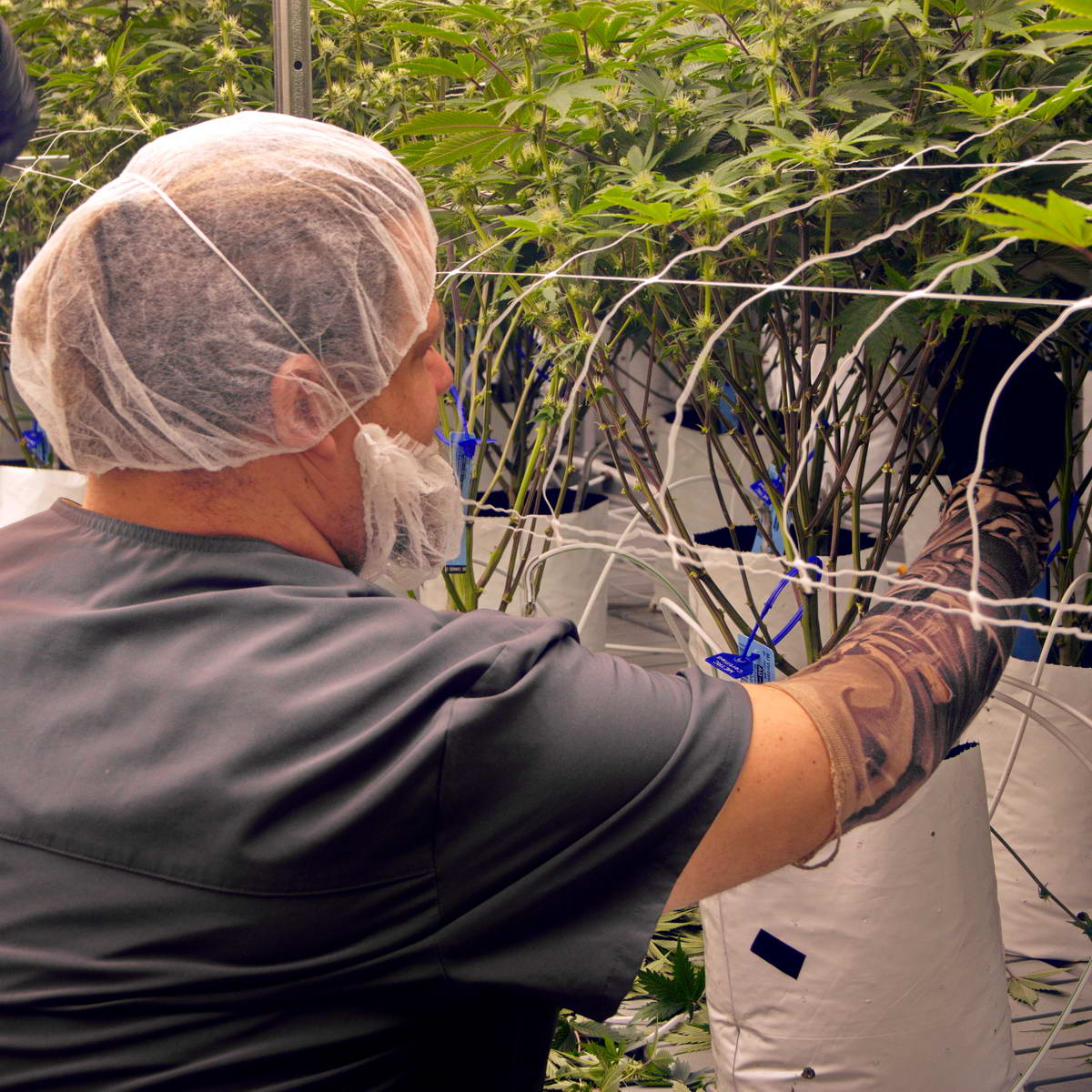 Here at MJ Verdant, we take our time with our work and make sure each and every plant gets the attention it needs to fulfill its destiny. Sound a little romantic? It should! We love #cannabis and care about every aspect of #cannabiscultivation. 

buff.ly/3jo0fn7