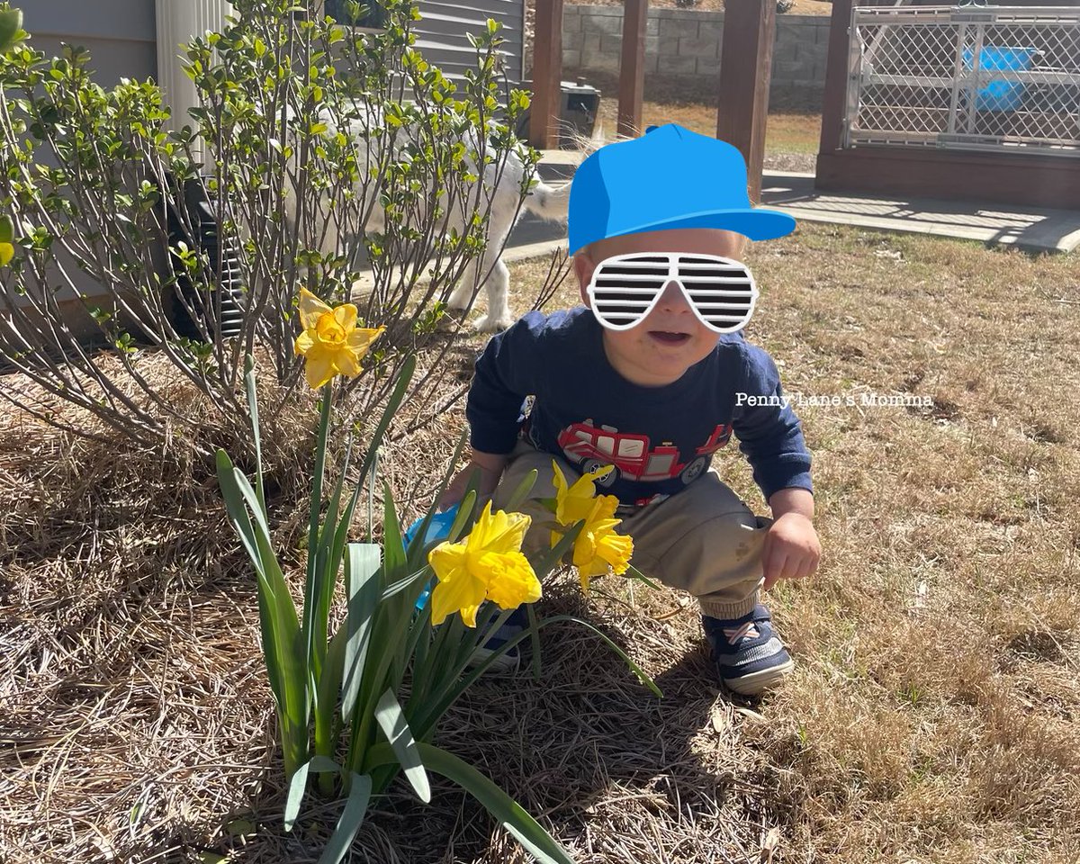 Yesterday, T2B2 insisted on his photo with the daffodils. This morning when we flipped our Maggie calendar to March, he said, “Maggie!” 

#DogTwitter truly is a special family. We miss all our precious friends who’ve crossed the rainbow bridge 🌈
#dogsoftwitter #floofhunter