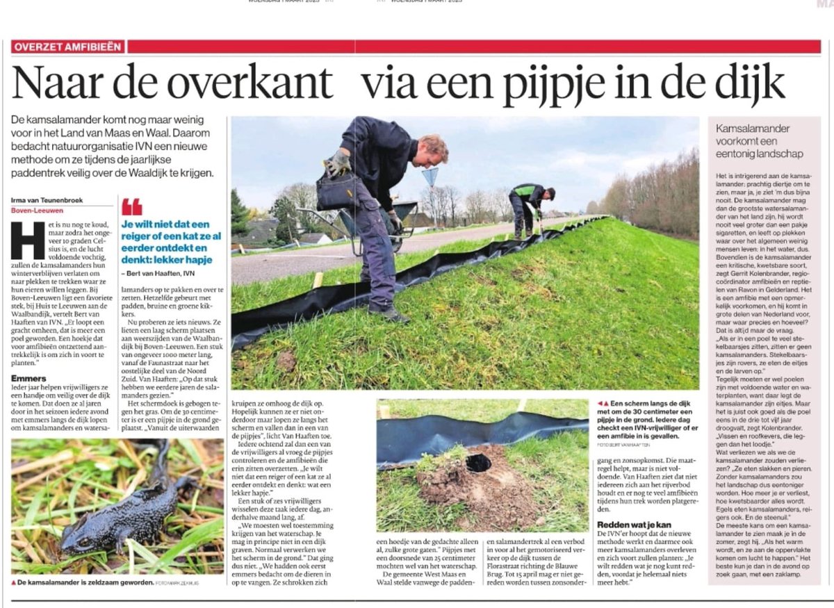 Een van onze doelsoorten in het Agrarisch Natuurbeheer waarvoor wij beheer afsluiten in <a href="/CR_Rivierenland/">Collectief Rivierenland</a> is de kamsalamander. <a href="/IVNMaasenWaal/">IVN Maas en Waal</a> zet zich in om de salamanders tijdens de trek veilig naar de overkant van de weg te krijgen. 👇

Fijne samenwerking!