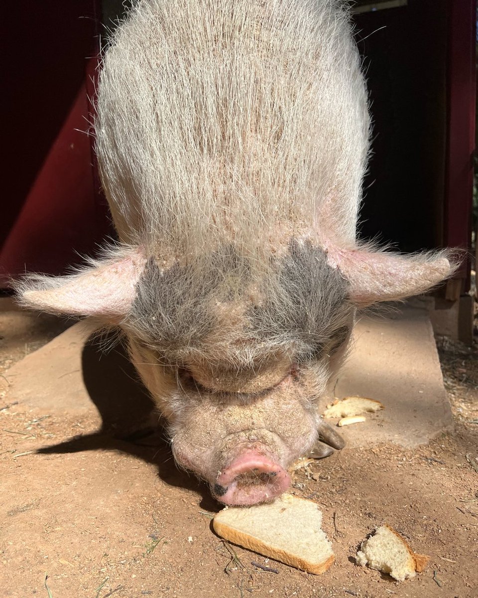 Everyone needs a "cheat day" 😜 Happy National Pig Day to all the animal lovers out there.

#jilliandempsey #nationalpigday #lovemypig #animallover