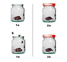 Today in Biology History:  Death in 1697 of Francesco Redi, Italian biologist who demonstrated that maggots in rotting meat does not result from spontaneous generation but from eggs laid  by flies, a classic first in using the experimental method.  buff.ly/3Z8wI4A