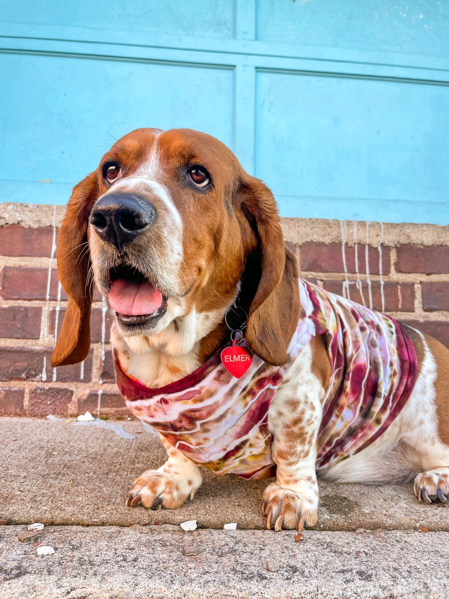 Sunshine, lollipops, and tie-dyes 🌈 Dog shirt by the talented @julieklausner 🎨 #lifeisgood #tiedye #dogclothing #bassethound