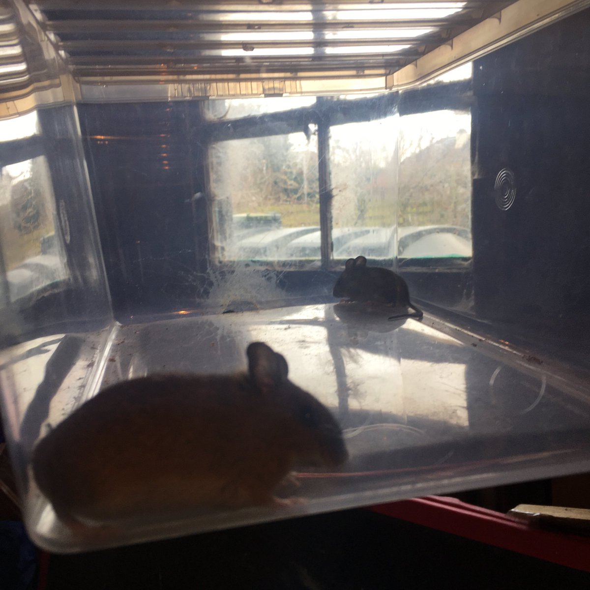 GraemeBWilson's tweet photo. Friend thought they’d a mouse in loft. I put up two humane traps. Turns out there was at least two, a mature male & younger, smaller female. Both taken to suitable place for release.
#woodmouse #woodmice #mouse #mice #rodent #rodents #humanetrap #wildlife #nature
@BBCSpringwatch https://t.co/lIkBLRjfGI