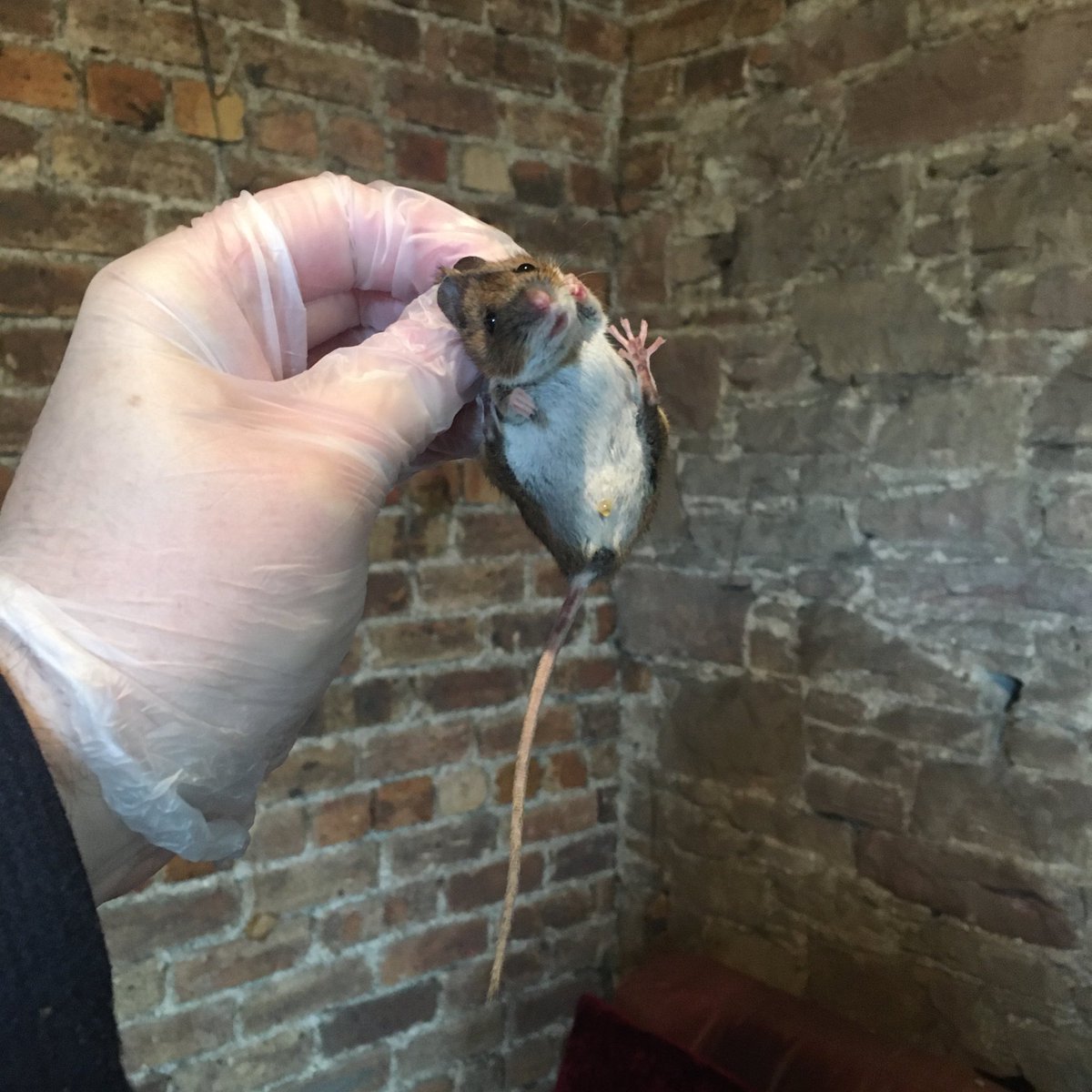 GraemeBWilson's tweet photo. Friend thought they’d a mouse in loft. I put up two humane traps. Turns out there was at least two, a mature male & younger, smaller female. Both taken to suitable place for release.
#woodmouse #woodmice #mouse #mice #rodent #rodents #humanetrap #wildlife #nature
@BBCSpringwatch https://t.co/lIkBLRjfGI