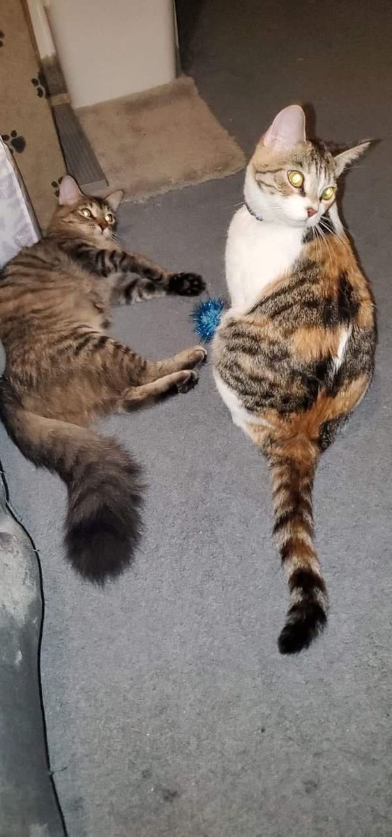 These two are still looking for a foster - and can go separately! Lexy &amp; Layla!