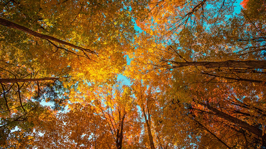 Take the time to wander and explore.

 #Nature #Ontario #AutumnForest
#UniquePerspective #TravelingAroundTheWorld
#AdventurousJourney #FascinatingLands
#UnforgettableMoments #DiscoveringNewPlaces
#ExploringHiddenTreasures #IconicHiking
#WildlifePhotography #UplookingTrees