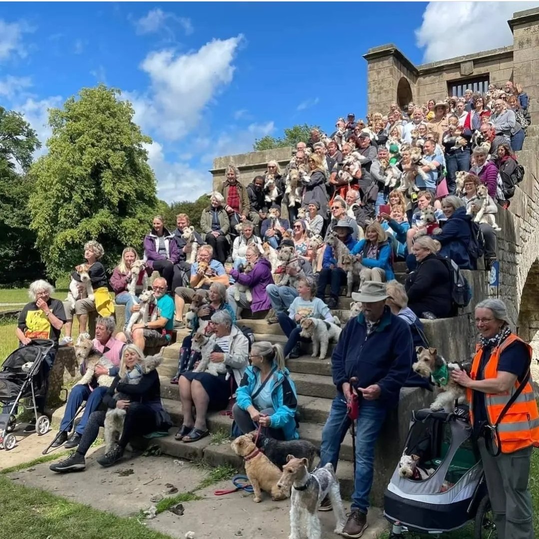 National Fox Terrier Meet tweet media