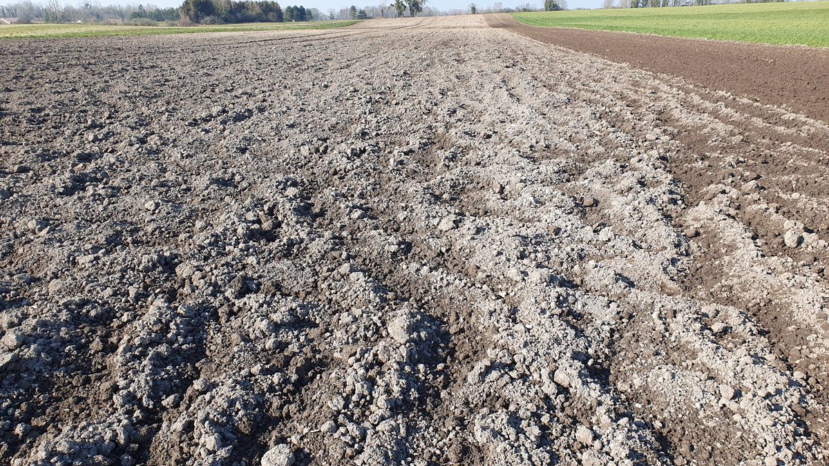 AlexisLeherle's tweet photo. Quand les #Grouik🐗 viennent faire joujou dans les petits champs d'Orge de Printemps fraîchement semés, on s'amuse à faire du repiècage...
#FrAgTw https://t.co/2azhmJ5c2k