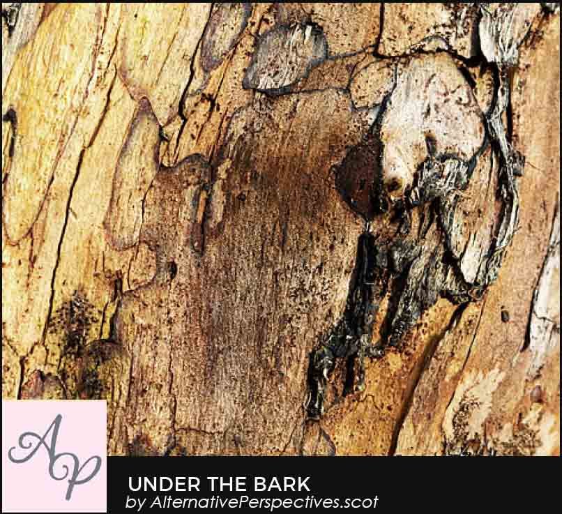 AlternPerspec's tweet photo. Under the Bark
A donation will be made to the Maryburgh Community Woodland for each item sold from my Maryburgh Community Woodland Collection during 2023.
#community #CommunityWoodland #environment #woodland #photography 
#EnvironmentProtection #ad

https://t.co/oqsGOPVAhw https://t.co/wzyxRLPEJY