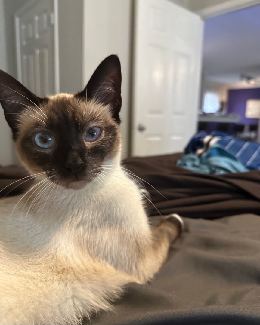 atlantapetlife's tweet photo. "I woke up like this... with impeccable whiskers on #WhiskerWednesday! Ready to pounce on the city of #Atlanta and conquer this #HumpDay like the feline royalty I am!

Who's with me!?" 😼🐾
😸 Chloe 

#WhiskerWednesday #CatsofAtlanta #AtlantaCats #FelineFeatures #GroomingRoutine https://t.co/ikq7sQC7B9