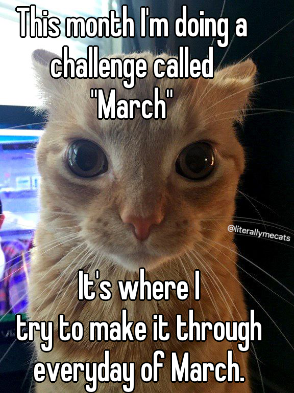 LiterallyMeCats (@literallymecats) on Twitter photo 