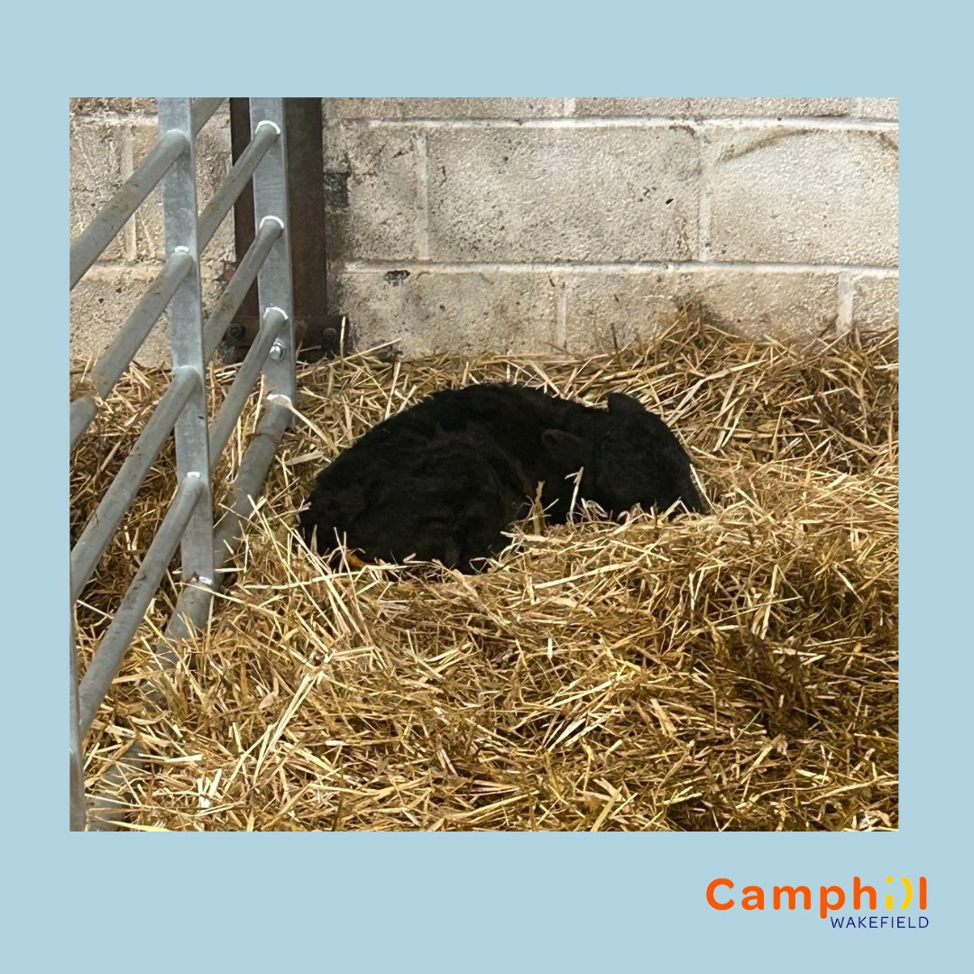 CamphillW's tweet photo. Say hello to Camphill Wakefield's newest arrivals!
On Monday, our farm group met the new calves on the farm, what an exciting time! https://t.co/Km4LJF8rf9