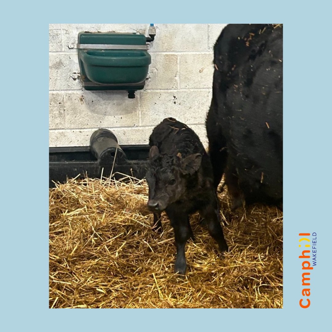 CamphillW's tweet photo. Say hello to Camphill Wakefield's newest arrivals!
On Monday, our farm group met the new calves on the farm, what an exciting time! https://t.co/Km4LJF8rf9