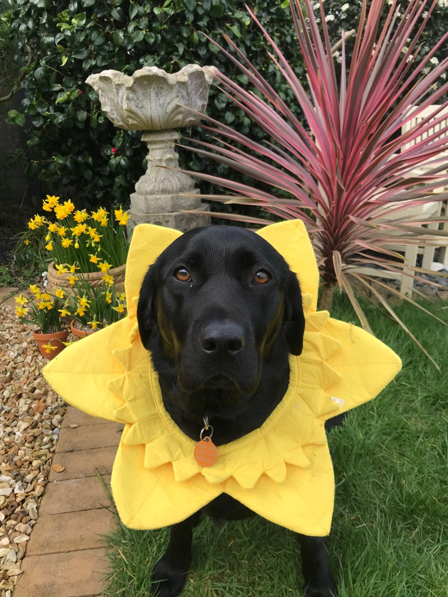 LodgeHamilton's tweet photo. Happy St Davids Day (or Dydd Gwyl Dewi Hapus) to all my Welsh friends!
Molly clearly as impressed about dressing up as Jet always used to be……😂 https://t.co/r8C5DE9CWn