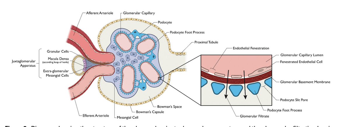 Matthew Sparks, MD tweet media