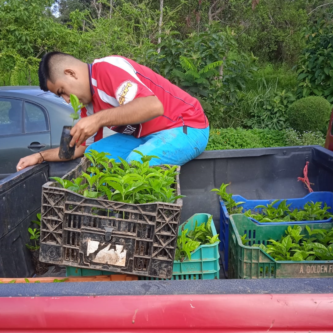 🌱 La #PrefecturaDeLoja entregó a las parroquias de #Alamor y #ElLimo en el cantón #Puyango, la cantidad de 1⃣2⃣.0⃣0⃣0⃣ plantas de #Café para la reforestación en sistemas agroforestales; las especies entregadas son de café especial como: #BourbonSidra y #TypicaMejorada. ✔