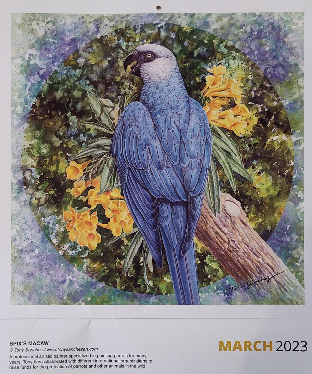 Fuchsiii on Twitter "RT tiellover Here is a beautiful Spix's