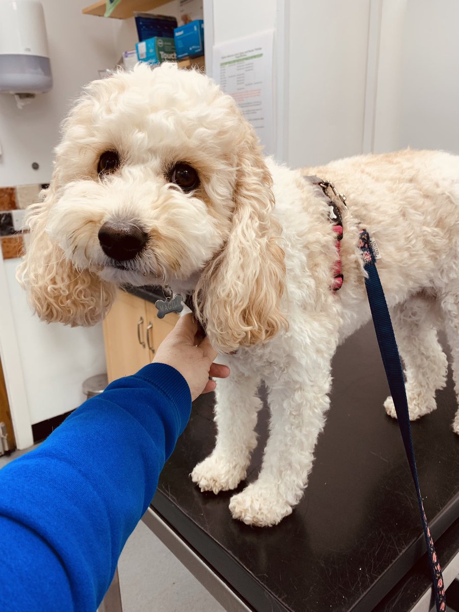 The fear was real, just got my anal glands squeezed. Send hugs. #DogsofTwittter #cockapoo