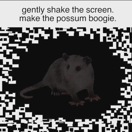 picklednub's tweet photo. #possum #boogie #serotoninboost https://t.co/cIDUJdSefd