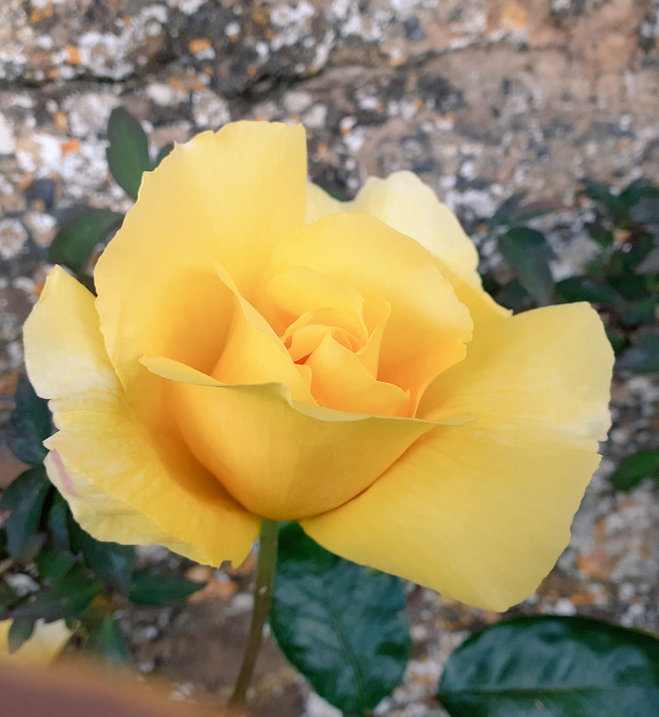 It has to be a yellow rose for today's #RoseWednesday #StDavidsDay