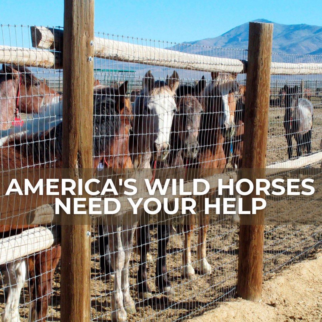 RewildingNow's tweet image. Wild horses and the public rangelands belong to the American people. Wild horses are mega-herbivores and “an integral component of the Natural System,” as stated by the Bureau of Land Management’s Wild Horses and Burros Act of 1971. #stoproundups #savewildhorses #wildhorses