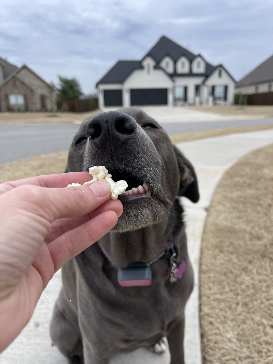 petsitco's tweet image. We’ve got popcorn but where is the drama… 🐾😋 #silverlab #dogwalk #dogwalker #rogersarkansas #nwa #petsitco