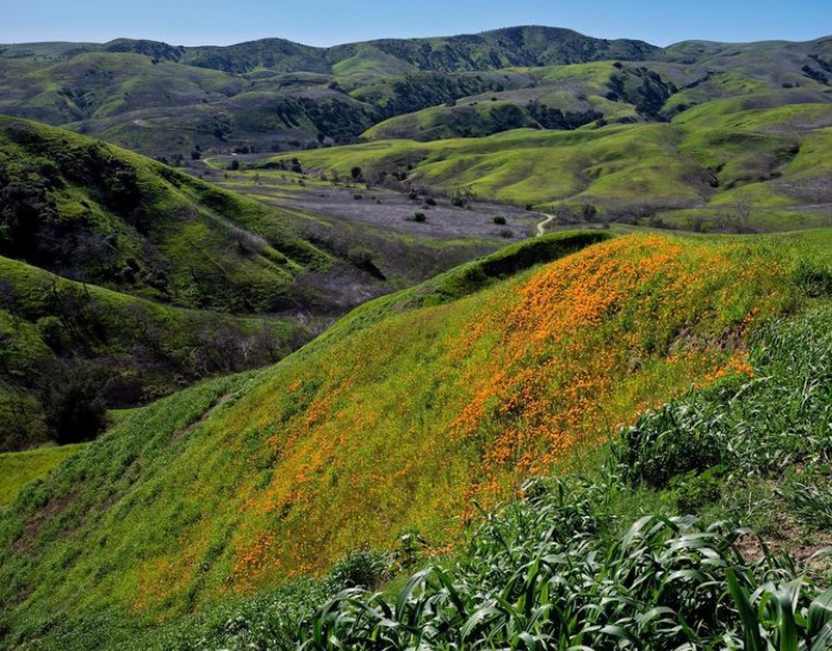 Spring is already starting to make it’s way through southern California. After all of the rain this winter, we can’t wait to see what this year’s super bloom is going to look like! 

📸: @luisramirezphotos
📍: Chino Hills, CA