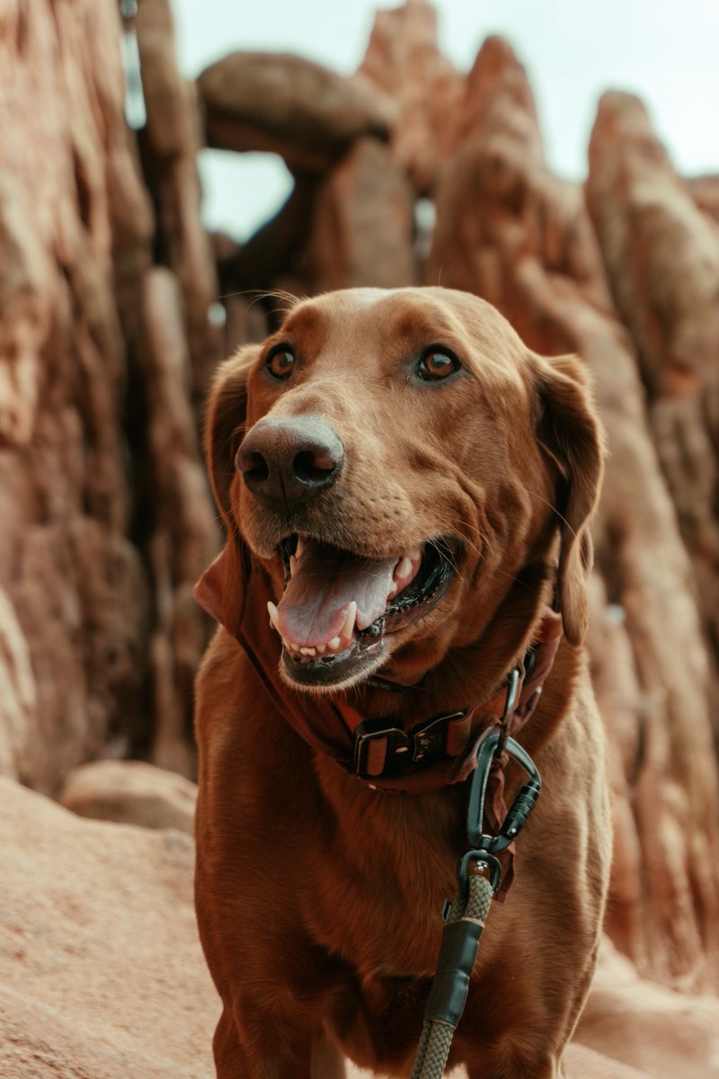 robonthestreet's tweet image. Kona the chameleon turned 3 this weekend. What do you think of his camouflage skills @dog_rates? #weratedogs