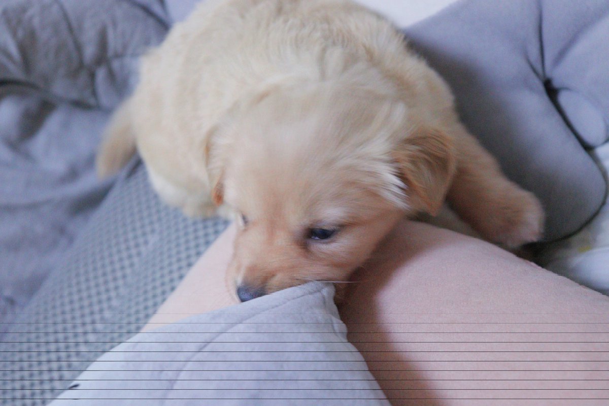 내 로망견은 진도믹스 (단모+누런+입까누+귀쫑긋)엿음.
다래? 아 당연히 모견처럼 단모 진도믹스처럼 클 줄 알고 데리고 왔음
믿어 의심치 않았다 
의사선생님도 지나가는 사람들도 털 길어지겠네 이런 말 안해줌