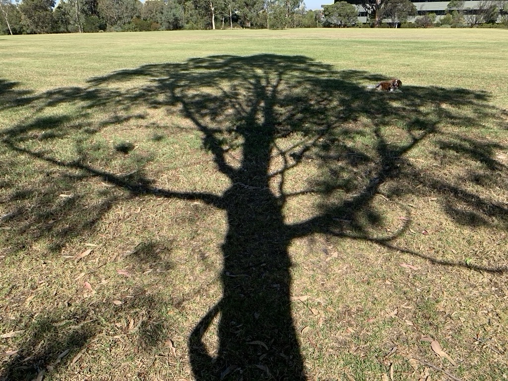 ninakillham's tweet image. My pooch growing on a tree. #dogfruit #savethetrees #stopnativelogging