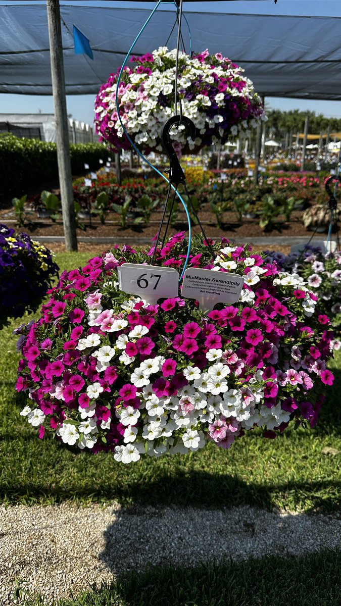 Tanya Carvalho tweet media