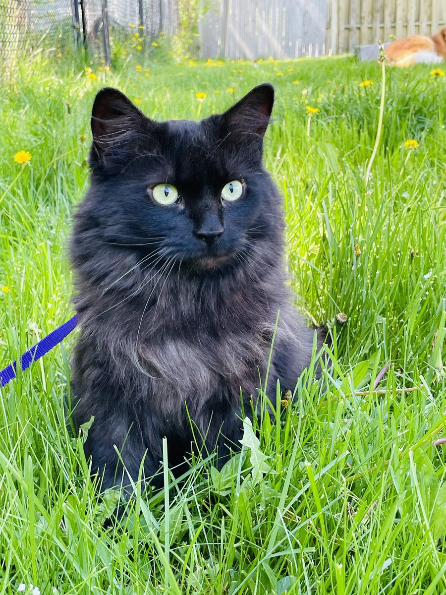 Karynjb2's tweet photo. @Number10cat https://t.co/CXjpkB2DDG