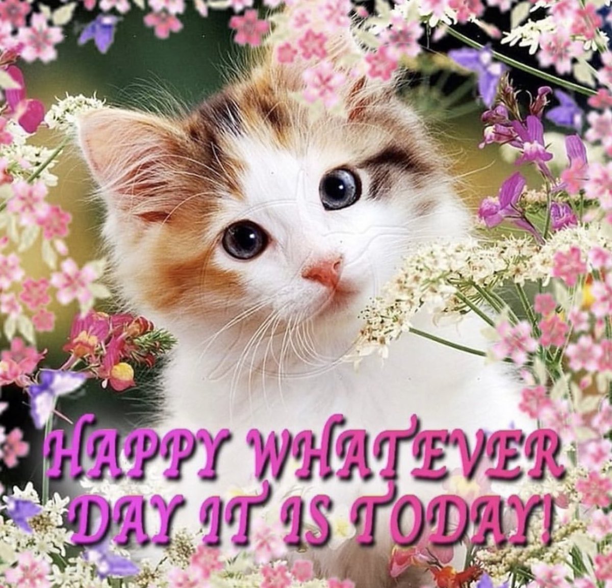 whotfisjovana's tweet photo. https://t.co/x6vkK3yOW3