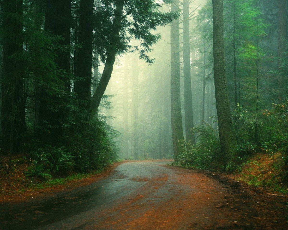 nick rufo tweet media