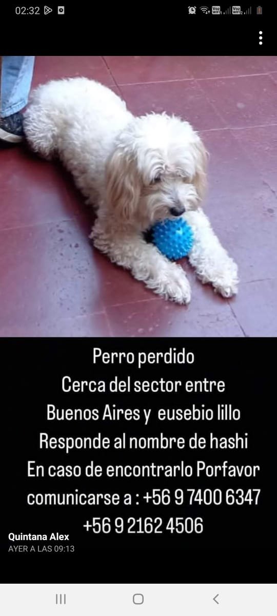 caso externo urgente, si lo ves, no lo tomes, llama al numero de teléfono que aparece en el afiche, esta muy asustado fue visto en la #vegacentral, pero se fue corriendo