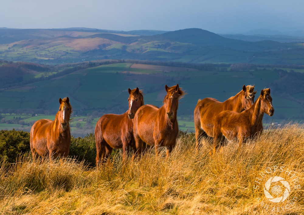 What a glorious sight - ponies on Brown Clee, with their coats gleaming in the sunshine. Beyond is the Corvedale, stretching out towards the Long Mynd and Caradoc. This was a day when the wind was so fierce that it was difficult to stay upright #Shropshire bit.ly/2wrY5i4