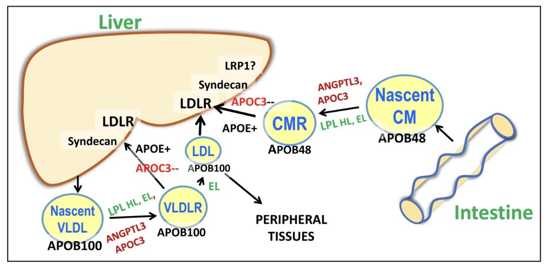 Broadening the Scope of Dyslipidemia Therapy by Targeting:

-APOC3 (Apolipoprotein C3) and

-ANGPTL3 (Angiopoietin-Like Protein 3)

🔑 Open Access 

@ionispharma @PTCTherapeutics @ActionFCS @livingwithfcs @quilomicronemi1 @Alnylam @akceatx 

ahajournals.org/doi/10.1161/AT…