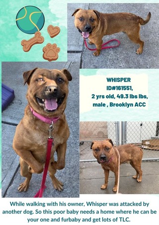 ckarr2's tweet image. And then there was ONE. 2y/o WHISPER is the sole remaining dog w/a #KillCommand. SAYDIE &amp;amp; BEN have rescues but our lonely bite victim, thrown out of a totally chaotic, uncontrolled house w/o structure now will lose the only thing he has left, his LIFE. He LOVES everyone, HELP!