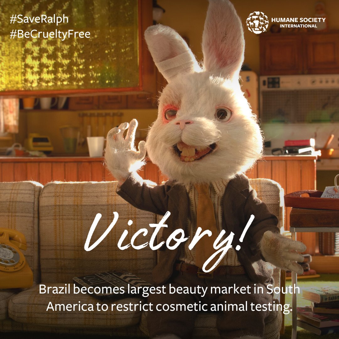 humaneworldeat's tweet photo. 🎉 VICTORY! Brazil introduces a partial cosmetic #animaltesting ban!
After years of campaigning we applaud this leap forward! We'll continue working with authorities to secure a full ban.
Thanks to our partner @TeProtejo, our @AFSAcollab partners & Brazil industry association. https://t.co/TAljM4mOkP