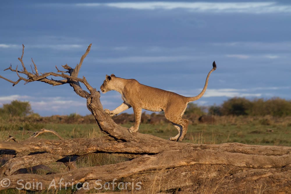sharoncsheery's tweet photo. We at Soin Africa safaris offers exciting safaris to East Africa, Singapore, South Africa, Mauritius, Maldives, Zanzibar, Dubai et al. https://t.co/r6RkLPkaBo