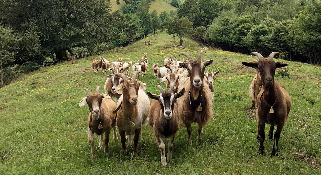 Alexander Prishchepov tweet media