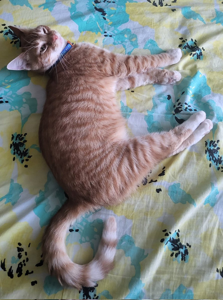 Cat laying kinda funny