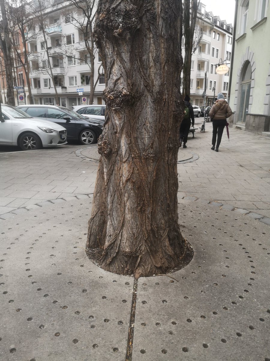 Jerylee Wilkes-Allemann (@j_wilkes_a) on Twitter photo I go to #EFUF in order to share knowledge with you in order to avoid things like this... And of course to meet you all to develop new ideas and projects, and much more...
<a href="/rdvreese/">Rik De Vreese</a> <a href="/ninana09/">Ivana Zivojinovic</a> <a href="/BiaBasel/">Bianca Baerlocher</a> <a href="/cliveldavies/">Clive Davies 🇪🇺</a> @AnUrbanForester <a href="/Cities4Forests/">Cities4Forests</a> I go to #EFUF in order to share knowledge with you in order to avoid things like this... And of course to meet you all to develop new ideas and projects, and much more...
<a href="/rdvreese/">Rik De Vreese</a> <a href="/ninana09/">Ivana Zivojinovic</a> <a href="/BiaBasel/">Bianca Baerlocher</a> <a href="/cliveldavies/">Clive Davies 🇪🇺</a> @AnUrbanForester <a href="/Cities4Forests/">Cities4Forests</a>