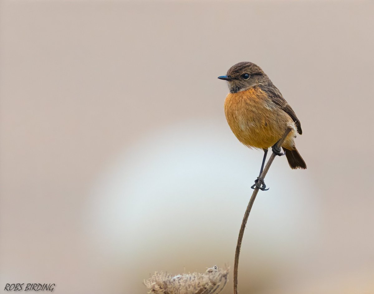 European Stonechat (Saxicola rubicola), this one quite a regular sight down at Harding's Europa point Gibraltar #Gibraltar #BirdsSeenIn2023 @gonhsgib @BirdingRasta #birdwatching @GibraltarBirds @_BTO @ThinkingGreenGI @Natures_Voice @GibReserve #TwitterNatureCommunity