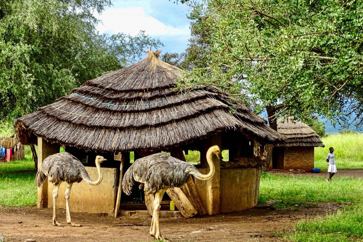 Hidden in the bushes,  beautiful to see.
Worthy every penny and time. 
No regrets.  Come and turn your dreams to reality. 

Pian Upe Wildlife Reserve.