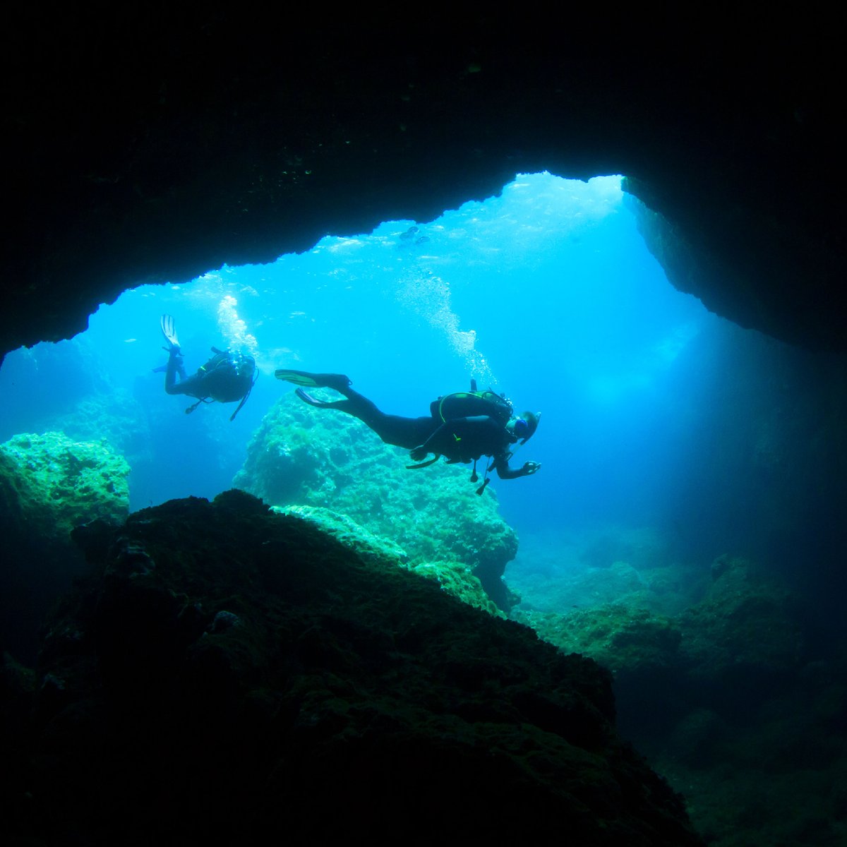 Belize Dive Haven tweet media