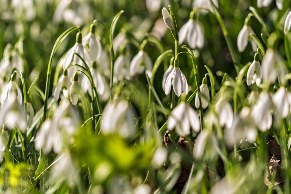 justjonsimpson's tweet photo. Blossom by blossom the spring begins. โ Algernon Charles Swinburne
.
#Breinton blooms ๐ท signs of #spring in #Hereford #Herefordshire https://t.co/aHAjW0S7eF
