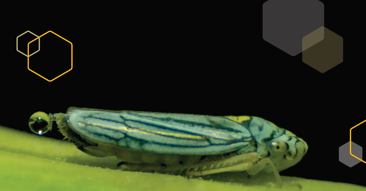 #Sharpshooter insects catapult urine droplets at high accelerations to conserve energy. New research from 
<a href="/eliochallita/">Elio Challita</a> and @BhamlaLab reveals the first example of superpropulsion found in a living system | b.gatech.edu/3maWCWR
