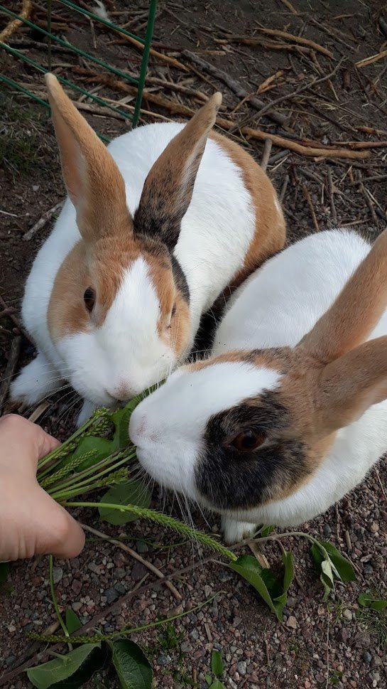alvpyrola's tweet photo. @TheLongestJohns Bunnies! Myrra (the one with more brown) and Humla (the one with more black). https://t.co/JN3XsSUEh9